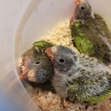 Mláďata nestorů, vazů i loriů - úspěšný papouščí rok v Zoo Brno